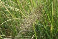 Pennisetum alopecuroides 'Peppa Pig'