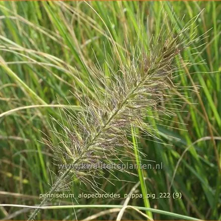 Pennisetum alopecuroides 'Peppa Pig'