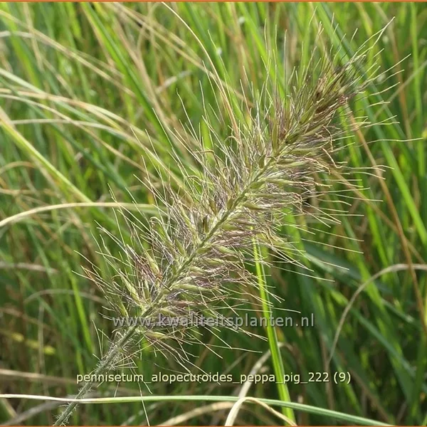 Pennisetum alopecuroides 'Peppa Pig'