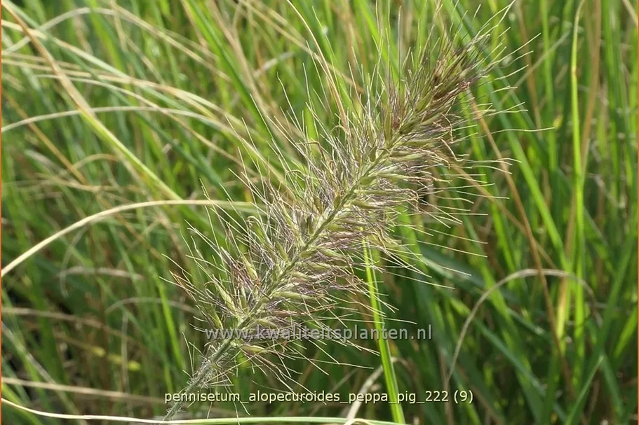 Pennisetum alopecuroides 'Peppa Pig'
