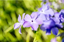 Phlox divaricata 'Blue Moon'