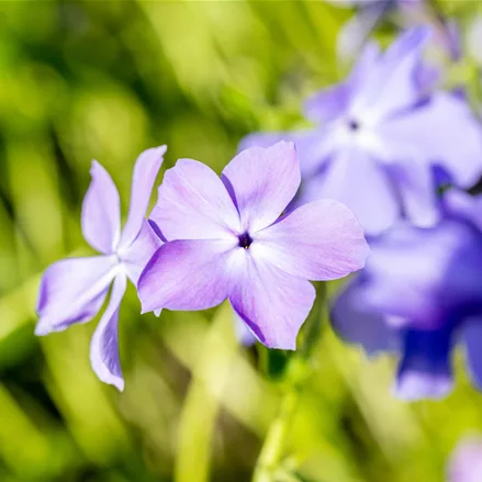 Phlox divaricata 'Blue Moon'