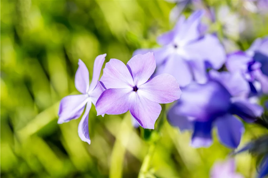Phlox divaricata 'Blue Moon'