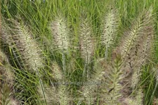 Pennisetum alopecuroides 'Peppa Pig'