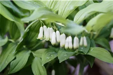 Polygonatum biflorum