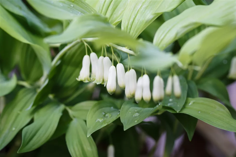 Polygonatum biflorum