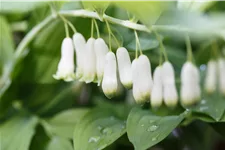 Polygonatum biflorum