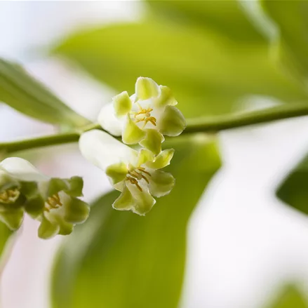 Polygonatum biflorum