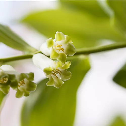 Polygonatum biflorum