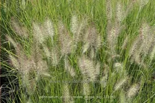 Pennisetum alopecuroides 'Peppa Pig'
