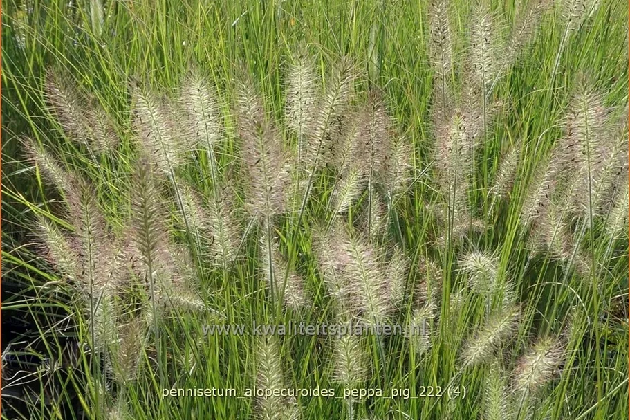 Pennisetum alopecuroides 'Peppa Pig'