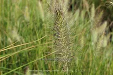 Pennisetum alopecuroides 'Peppa Pig'