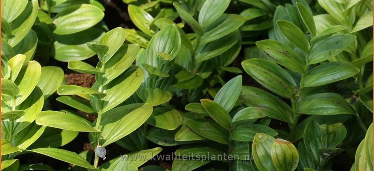 Polygonatum humile