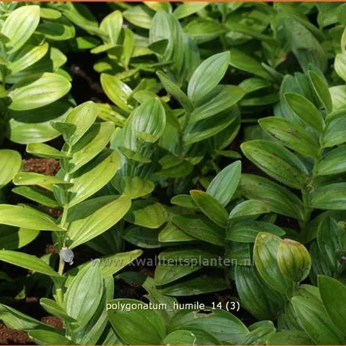 Polygonatum humile