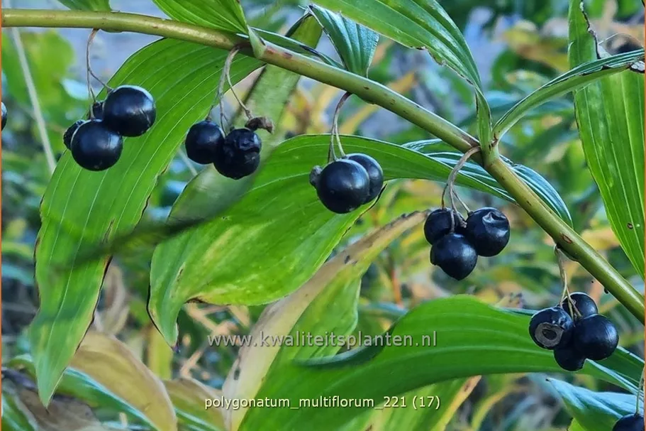 Polygonatum multiflorum