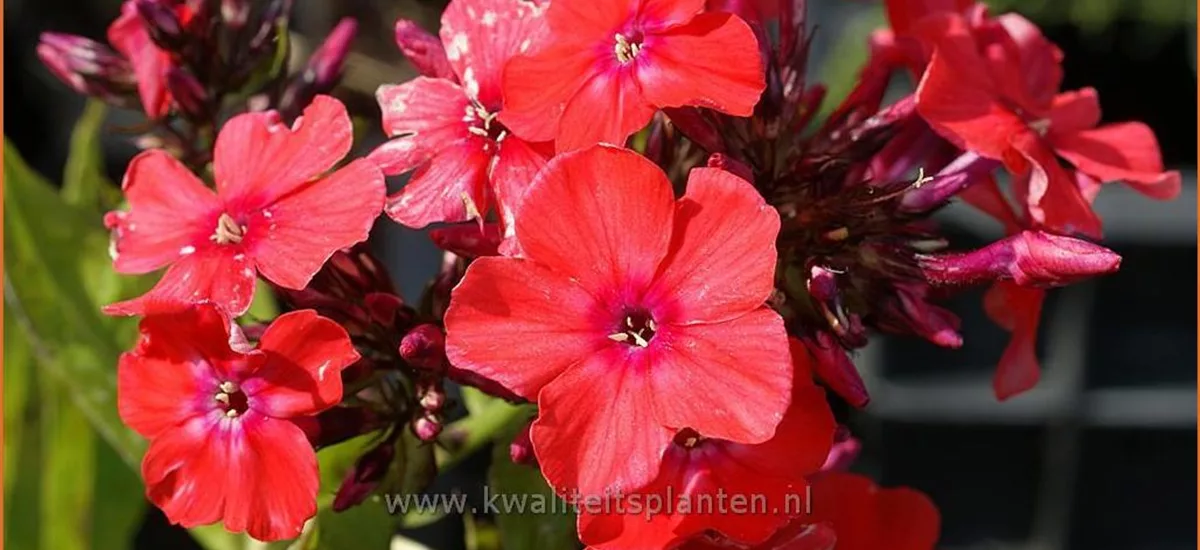 Phlox paniculata 'Orange Perfection'