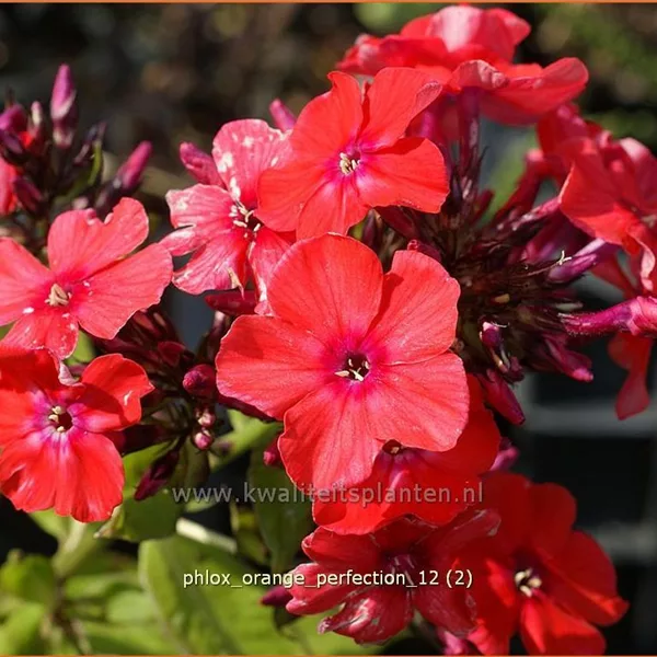 Phlox paniculata 'Orange Perfection'