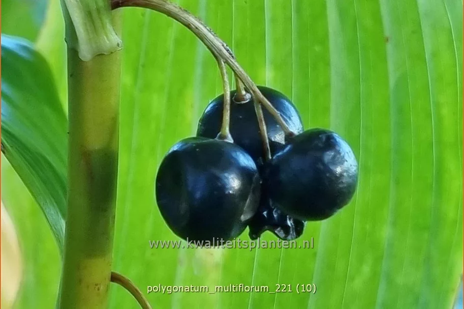 Polygonatum multiflorum