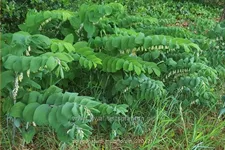 Polygonatum multiflorum