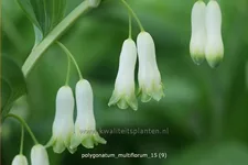 Polygonatum multiflorum