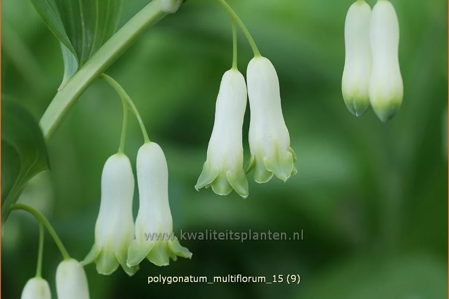 Polygonatum multiflorum