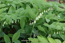Polygonatum multiflorum