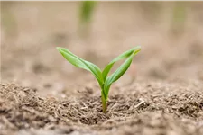 Polygonatum multiflorum