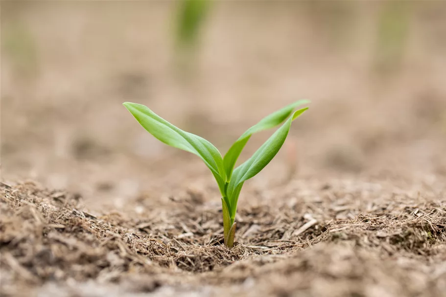 Polygonatum multiflorum