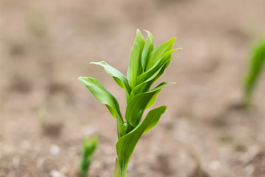 Polygonatum multiflorum