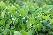Polygonatum multiflorum