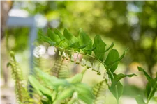Polygonatum multiflorum
