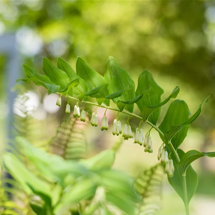 Polygonatum multiflorum