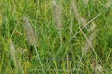 Pennisetum alopecuroides 'Piglet'(s)