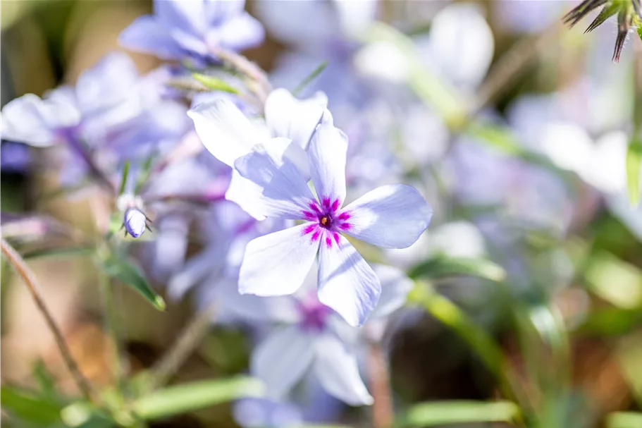 Phlox divaricata 'Chattahoochee'