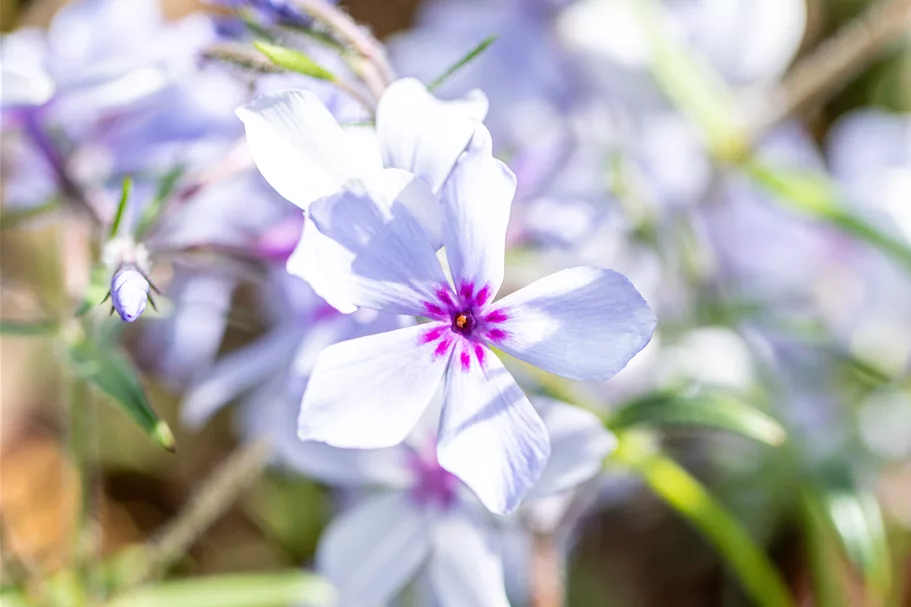 Phlox divaricata 'Chattahoochee'