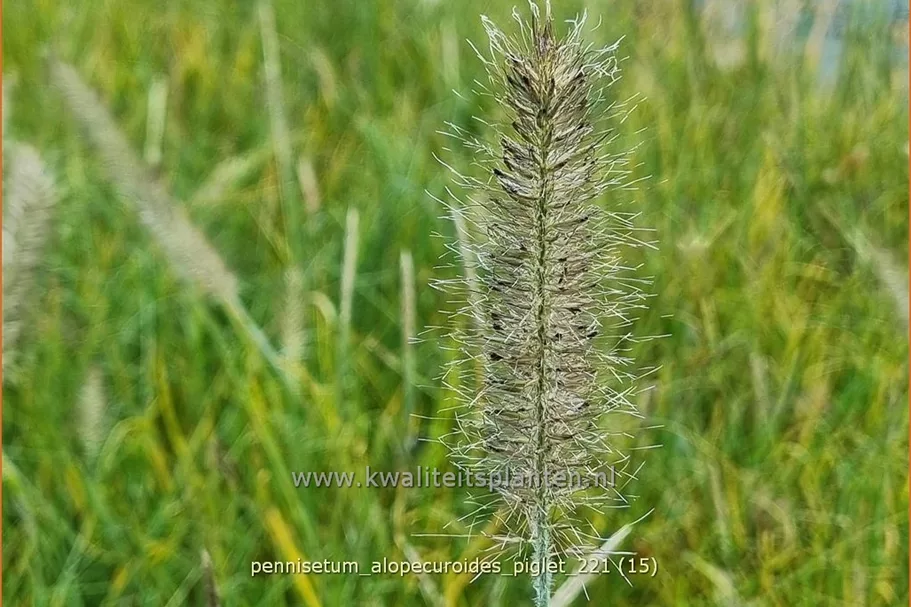 Pennisetum alopecuroides 'Piglet'(s)