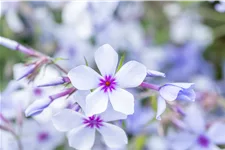 Phlox divaricata 'Chattahoochee'