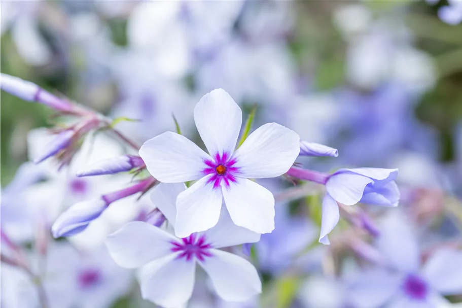 Phlox divaricata 'Chattahoochee'