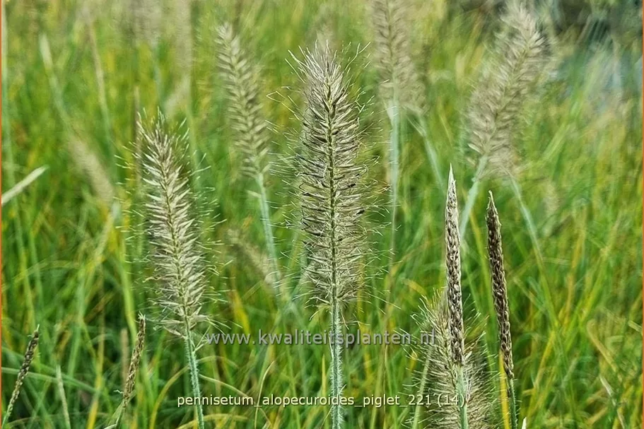 Pennisetum alopecuroides 'Piglet'(s)