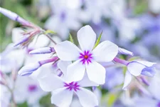 Phlox divaricata 'Chattahoochee'