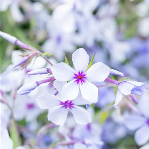 Phlox divaricata 'Chattahoochee'