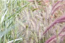 Pennisetum alopecuroides 'Piglet'(s)