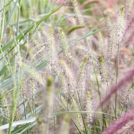 Pennisetum alopecuroides 'Piglet'(s)