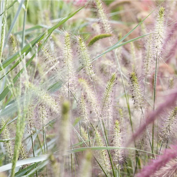 Pennisetum alopecuroides 'Piglet'(s)