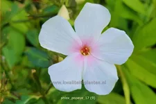 Phlox paniculata 'Popeye'