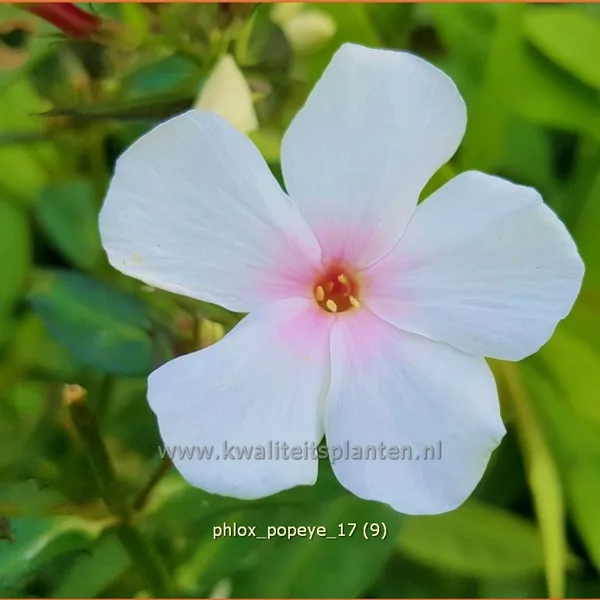 Phlox paniculata 'Popeye'