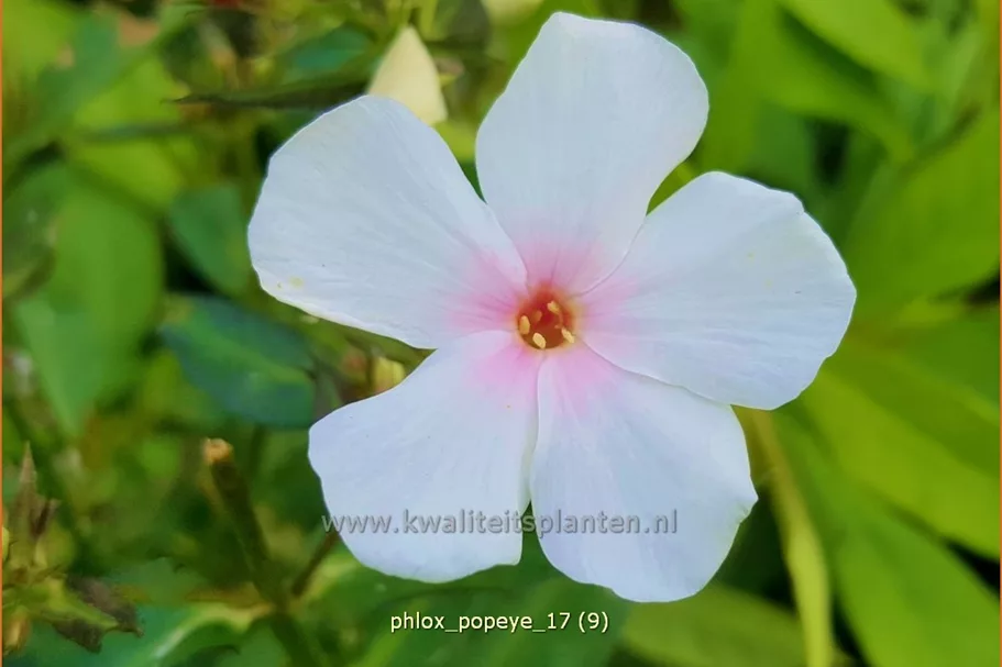 Phlox paniculata 'Popeye'
