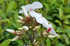 Phlox paniculata 'Popeye'
