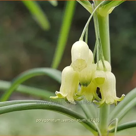 Polygonatum verticillatum