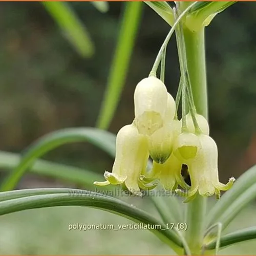 Polygonatum verticillatum